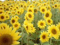 Bild des Benutzers PKA4F